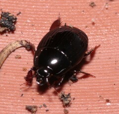 Histeridae