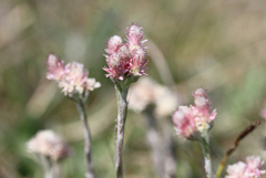 Antennaria dioica