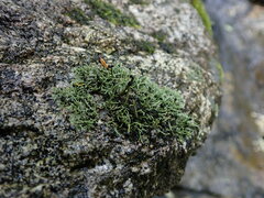 Pilophorus acicularis