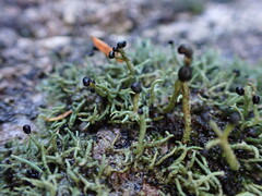 Pilophorus acicularis