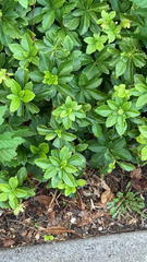 Pachysandra terminalis
