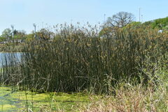 Schoenoplectus californicus