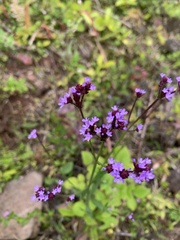 Verbena litoralis