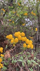 Calceolaria