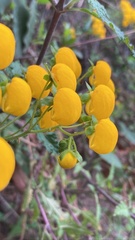 Calceolaria
