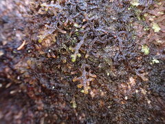 Porella
