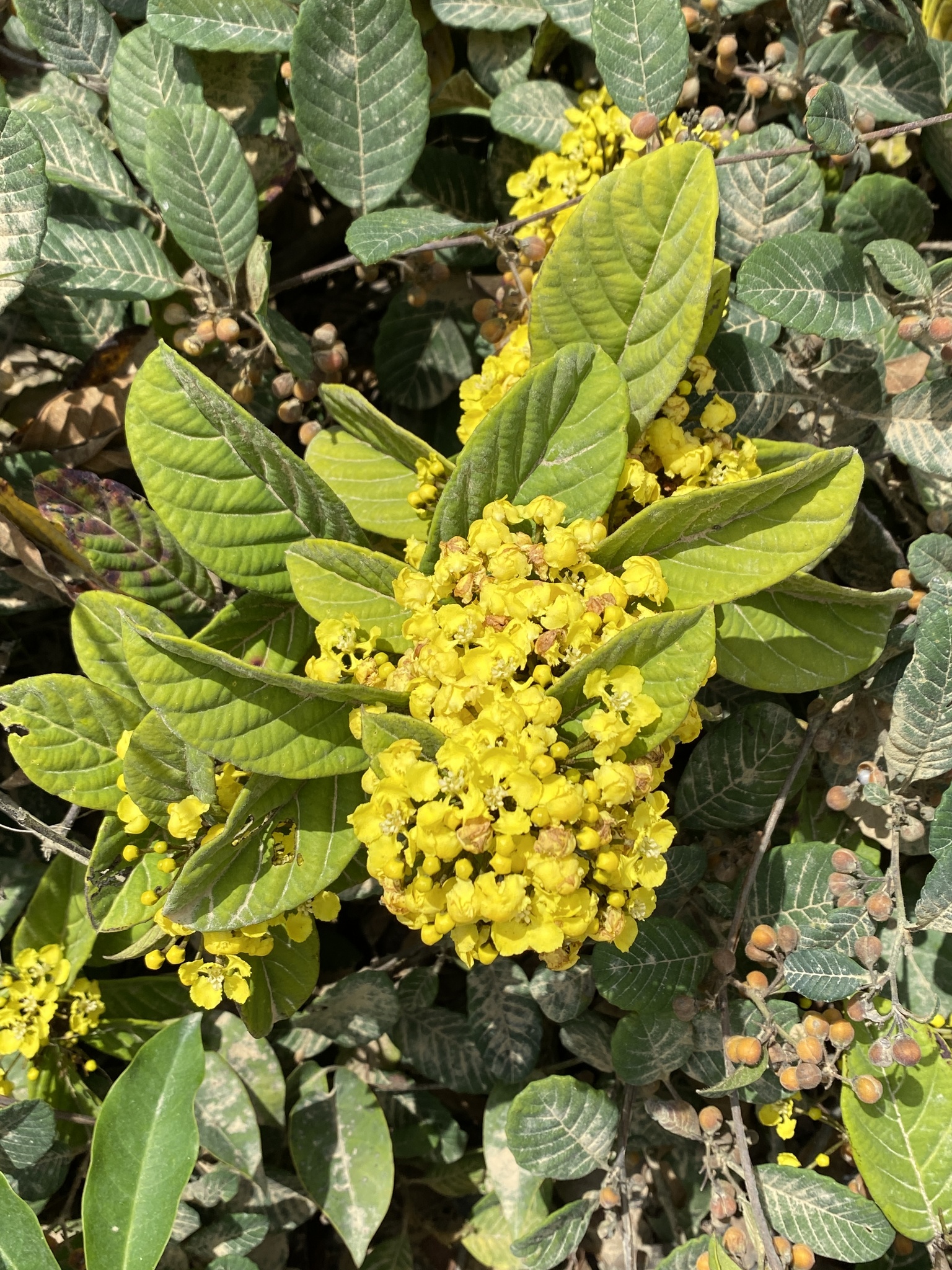 Hiraea