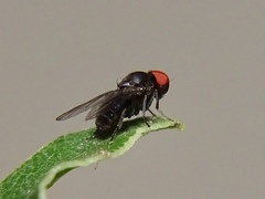 Lindneromyia
