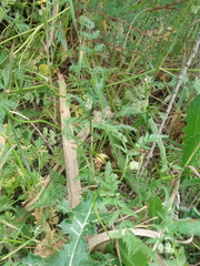 Torilis pseudonodosa