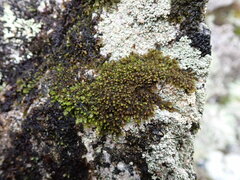 Marsupella emarginata