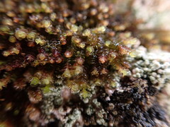 Marsupella emarginata