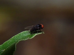 Lindneromyia