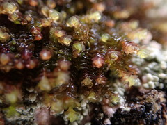 Marsupella emarginata