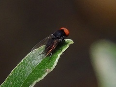 Lindneromyia