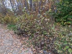 Populus balsamifera