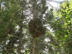 Chrysomyxa arctostaphyli