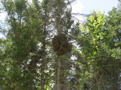 Chrysomyxa arctostaphyli