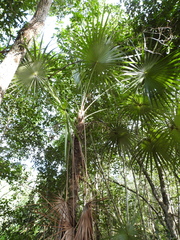 Coccothrinax readii