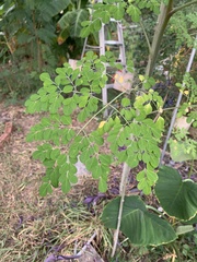 Moringa