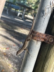 Myelochroa aurulenta