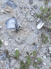 Myelochroa aurulenta