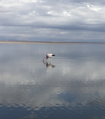 Phoenicoparrus andinus