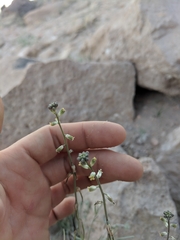 Streptanthus longirostris