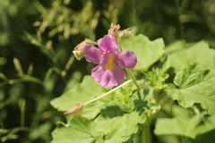 Proboscidea louisianica fragrans