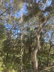 Myelochroa aurulenta