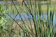 Schoenoplectus californicus