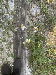 Myelochroa aurulenta