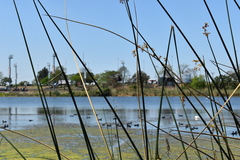 Schoenoplectus californicus