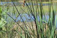 Schoenoplectus californicus
