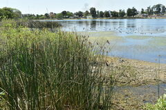 Schoenoplectus californicus