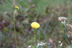 Craspedia variabilis