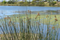 Schoenoplectus californicus