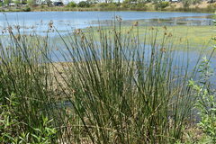 Schoenoplectus californicus