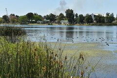 Schoenoplectus californicus