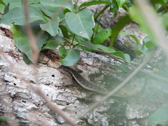 Sceloporus chrysostictus