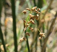 Schoenoplectus californicus