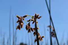 Schoenoplectus californicus