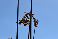 Schoenoplectus californicus