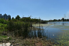 Schoenoplectus californicus