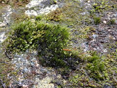 Campylopus atrovirens