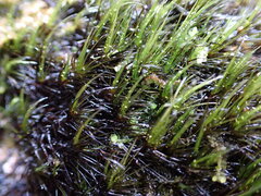 Campylopus atrovirens