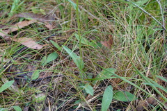 Craspedia variabilis