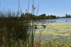 Schoenoplectus californicus