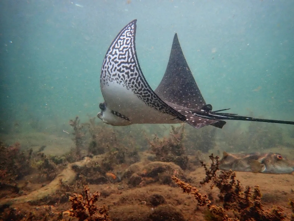 Photo of Ocellated eagle ray (Aetobatus ocellatus)