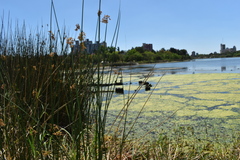 Schoenoplectus californicus
