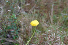 Craspedia variabilis